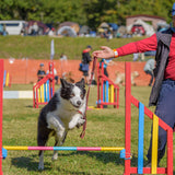 DOG FES IWAKI 2025 ワークショップ【ドッグスポーツ アジリティ】予約