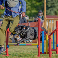 DOG FES IWAKI 2025 ワークショップ【ドッグスポーツ アジリティ】予約