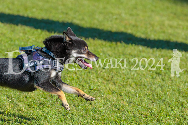 DFI2024-02179.jpg