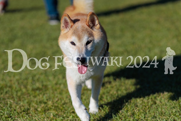 DFI2024-02325.jpg