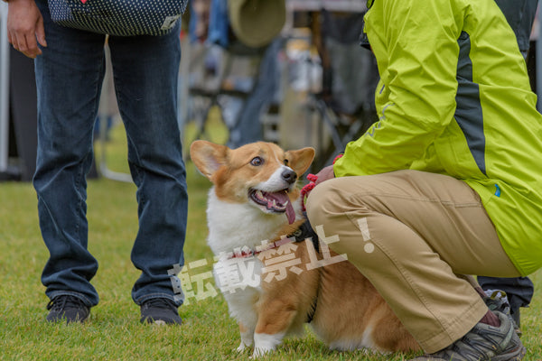 DFI2025-00299 – DOG FES IWAKI