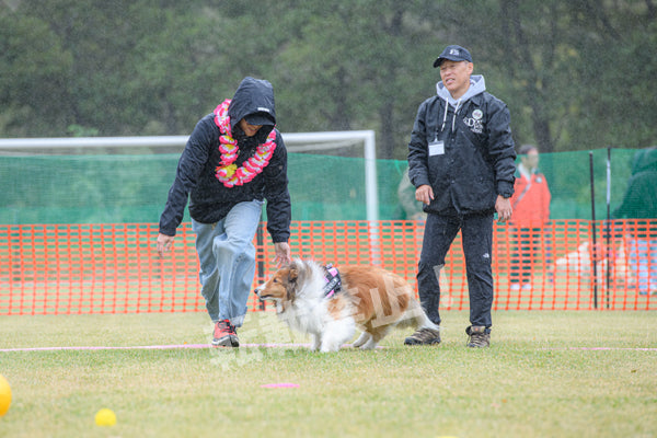 00689 DFI2025-00689 – DOG FES IWAKI