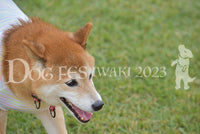 DFI-00503-jpg